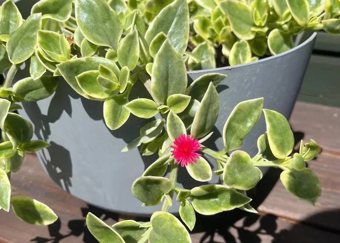 Vila Misiorka Zwardoń